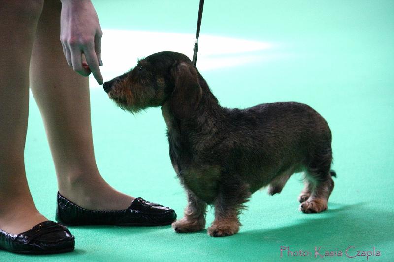 Crufts2011_2 897.jpg